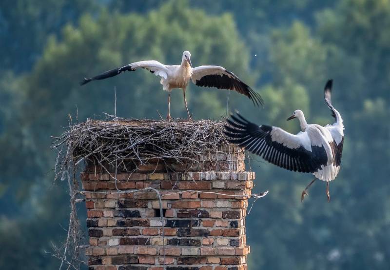 Professional Chimney Animal Removal Services in Lemon Grove, California