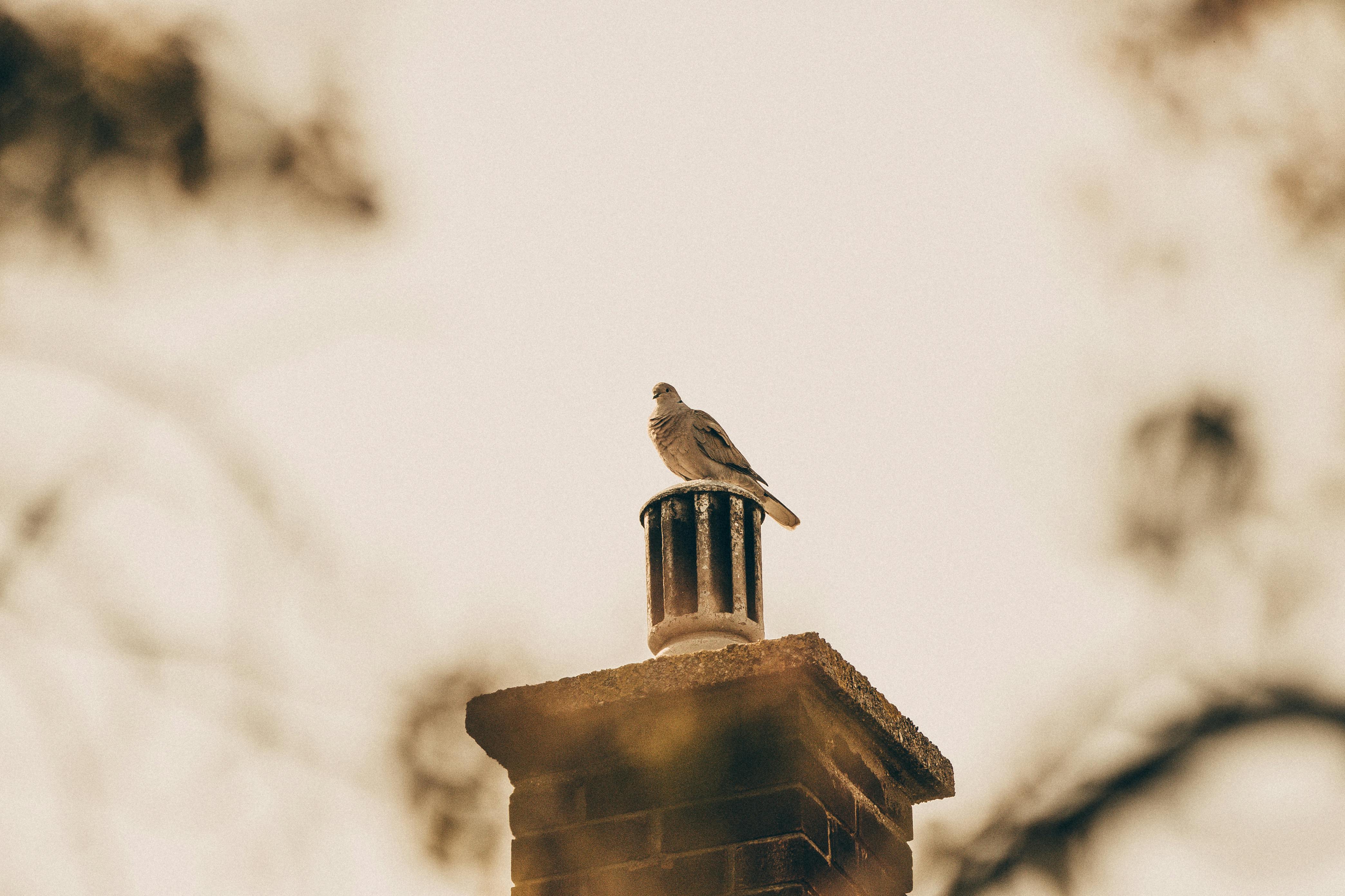 Expert Chimney Cap Installation in Lemon Grove, California